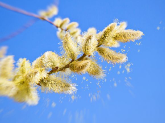 ALLERGIA AI POLLINI - PERCHE' E COSA SUCCEDE