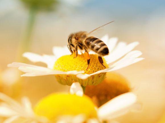 API - Fondamentali per la nostra esistenza