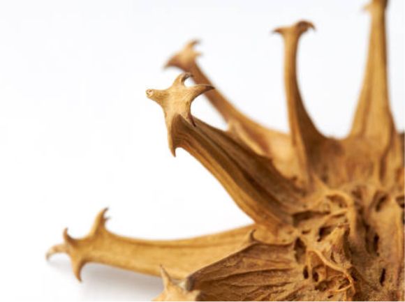 ARTIGLIO DEL DIAVOLO - Utilizzo e Benefici