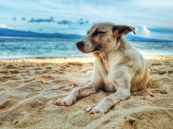 COLPO DI CALORE NEL CANE come bisogna comportarsi