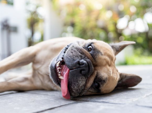 COLPO DI CALORE NEL CANE - COME COMPORTARSI E PREVENZIONE