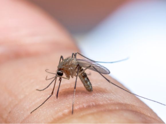 Cosa succede quando una ZANZARA ci punge?