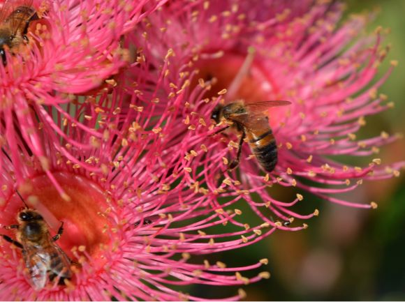 FIORI AUSTRALIANI - Cosa sono e i loro benefici