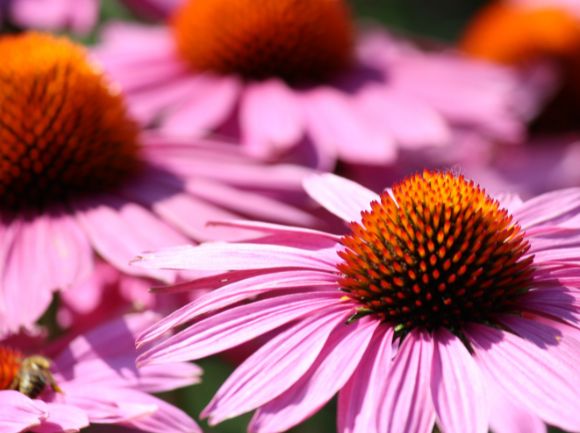 I BENEFICI DELL'ECHINACEA