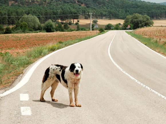 INIZIANO LE FERIE - NON ABBANDONARE IL TUO AMICO A 4 ZAMPE