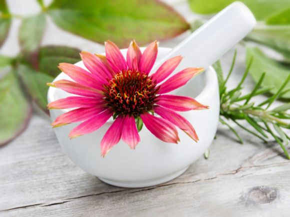 L'ECHINACEA e i suoi benefici