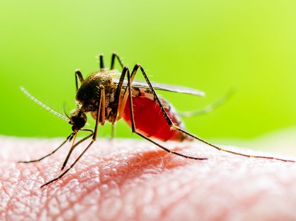 PERCHE' LE ZANZARE CI PUNGONO? E COSA SUCCEDE QUANDO LO FANNO?