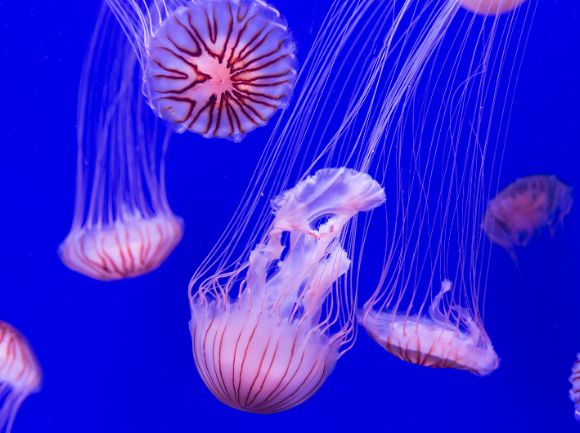 PUNTURE DI MEDUSA - Cosa succede quando si viene punti e come comportarsi 