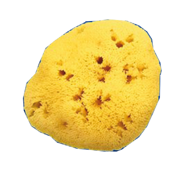 SPUGNA NATURALE FORI L 11/12CM 8 - maxifarmacia.it