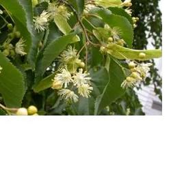 EIE TIGLIO 30 ML GOCCE - maxifarmacia.it